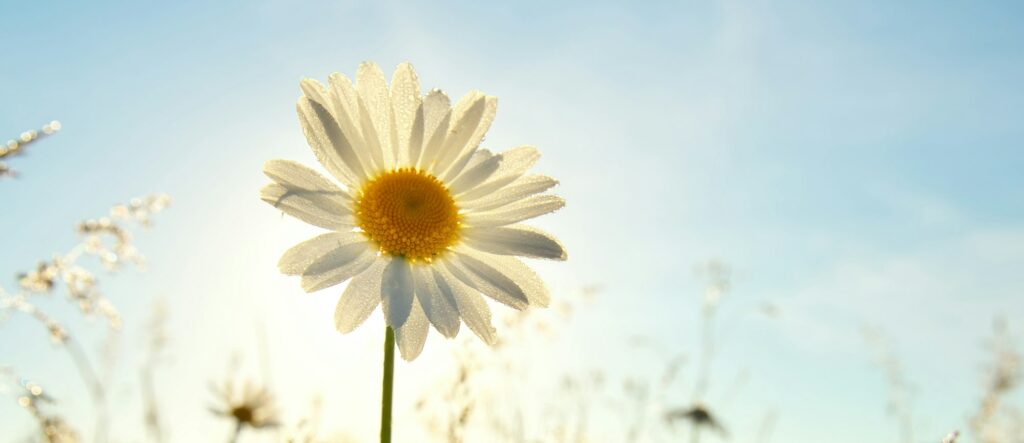 Spring daisy portrait and sunshine.